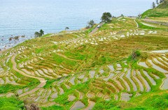 能登千枚田
