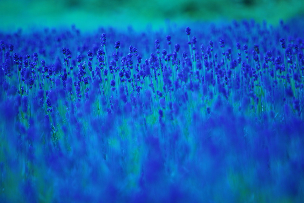 玉原 Lavender