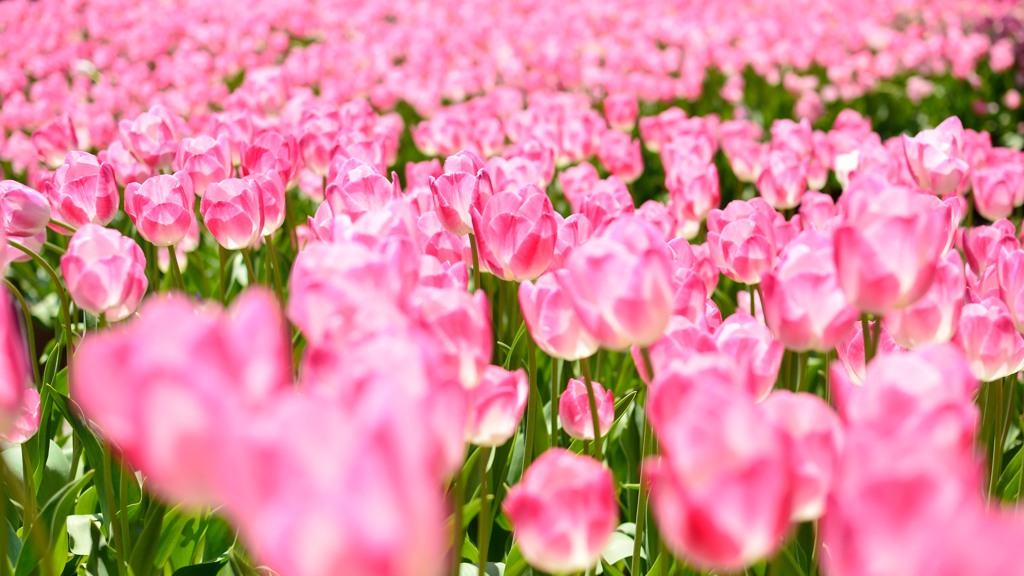 tulip.