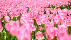 tulip.