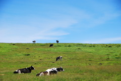美ヶ原 cow