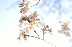 sakura
