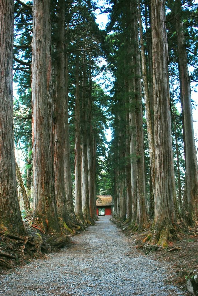 戸隠 杉