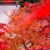 朱色祭