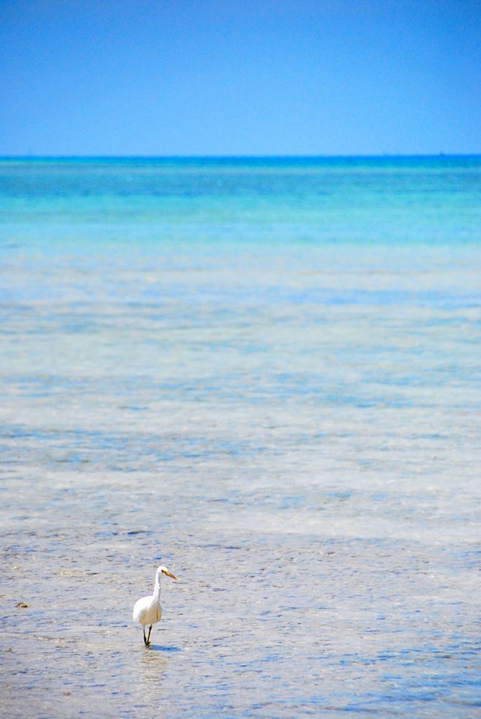 竹富 sea