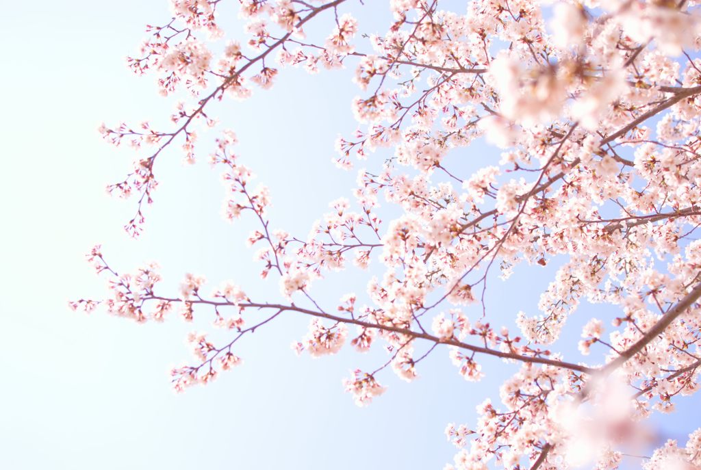 眩しい春