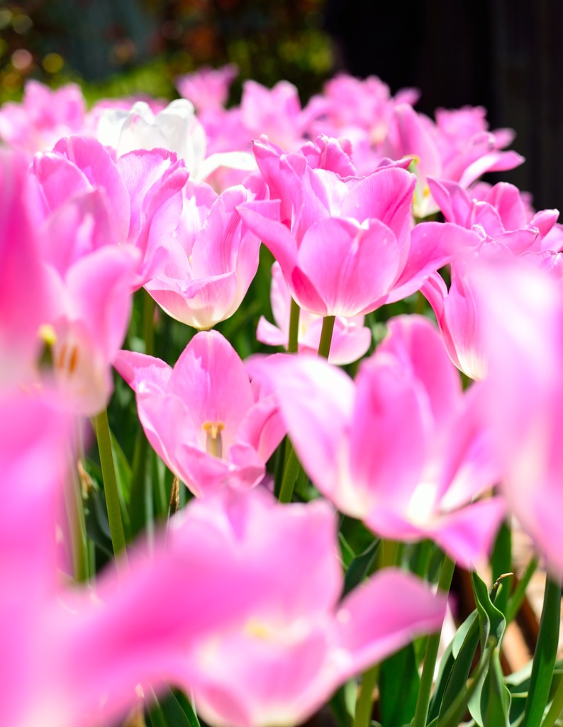 tulip