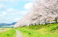 こだま千本桜