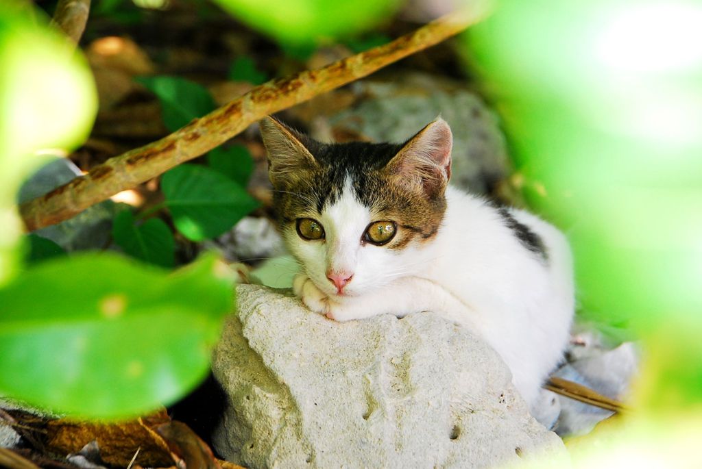 石垣 猫