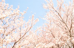 sakura