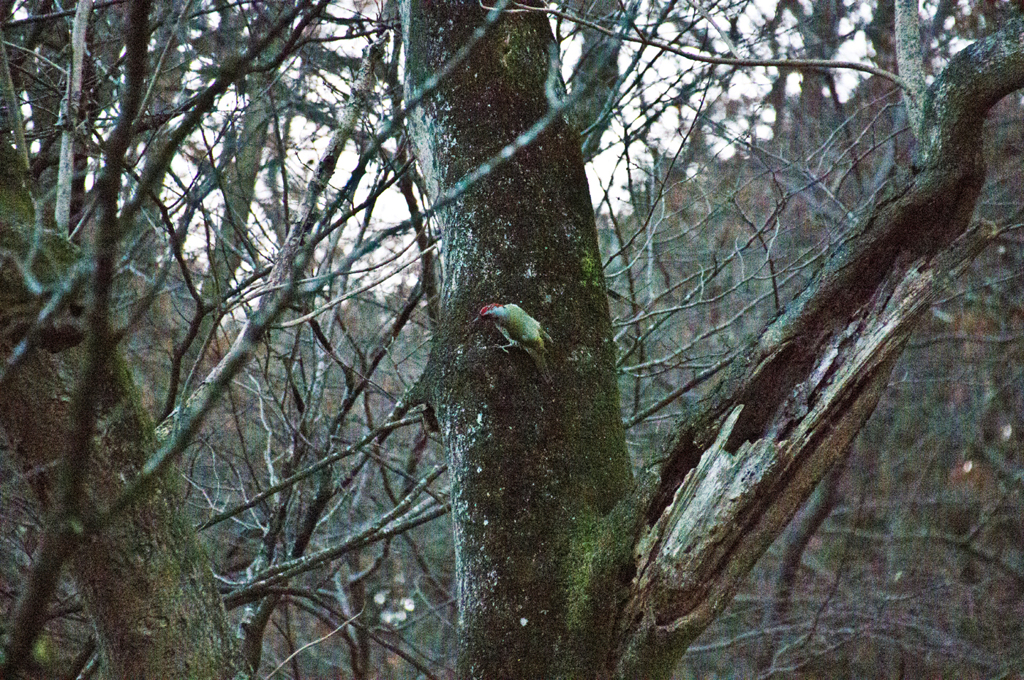 この野鳥の名は・・・アオゲラ？　１
