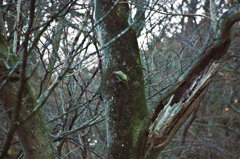 この野鳥の名は・・・アオゲラ？　１
