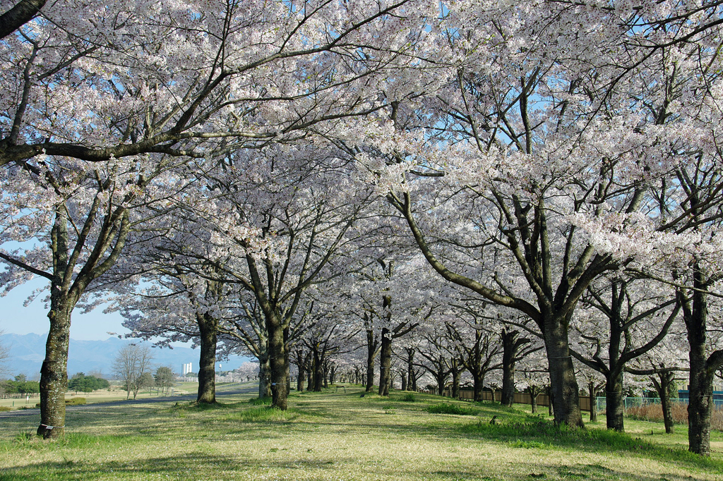 桜並木のトンネル