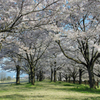 桜並木のトンネル