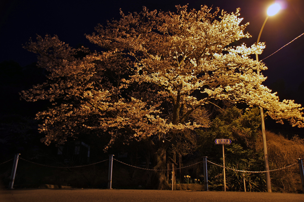 長岡百穴古墳の黄金桜１