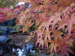 古峰ヶ原の紅葉　池に落ちそうな次男ともみじ
