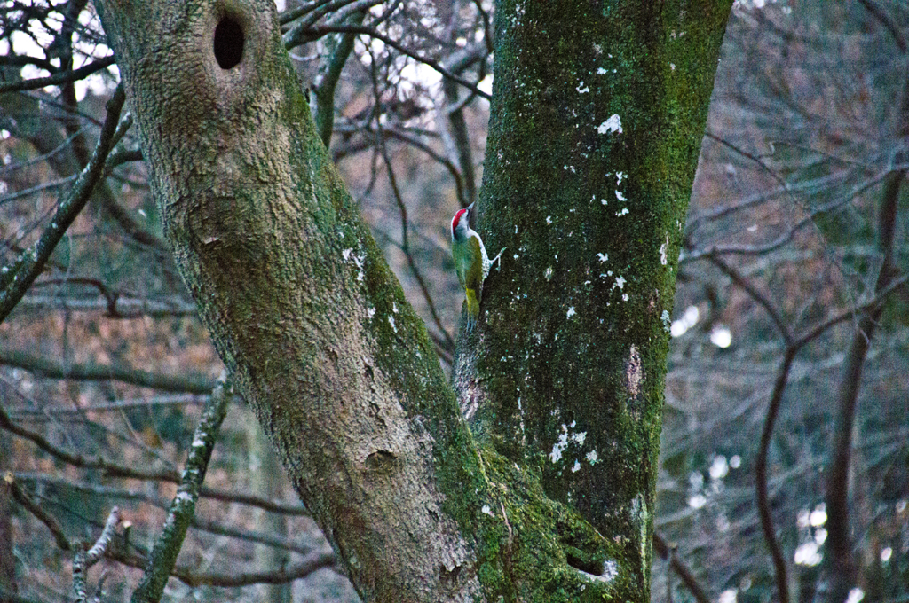 この野鳥の名は・・・アオゲラ？　２