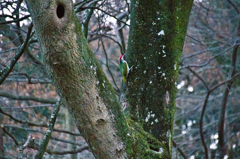 この野鳥の名は・・・アオゲラ？　２