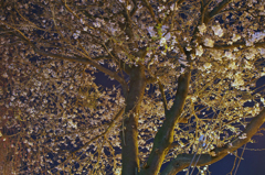 勝山公園に咲く夜桜１