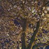 勝山公園に咲く夜桜１