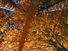 古峰ヶ原の紅葉　もみじを下からのアングルで