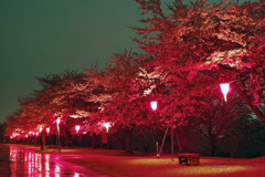 雨夜桜１