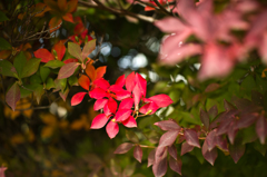 職場駐車場の紅葉