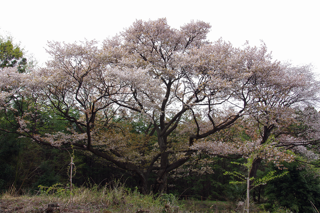 将軍桜
