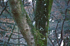 この野鳥の名は・・・アオゲラ？　３
