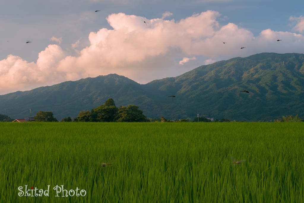 夏の光景