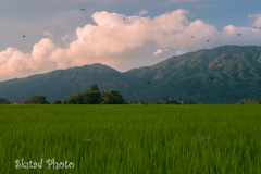 夏の光景