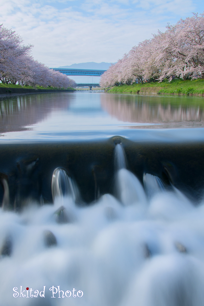 川辺の桜並木