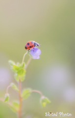 春の頂に降りし星２