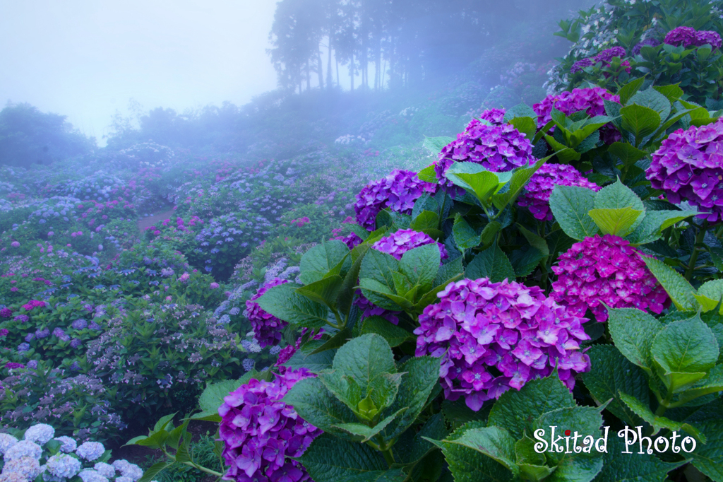霧中の紫陽花