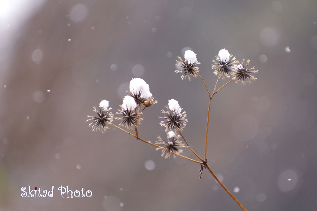 淡雪ひらり