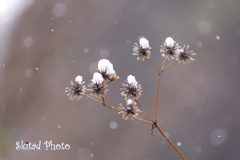 淡雪ひらり