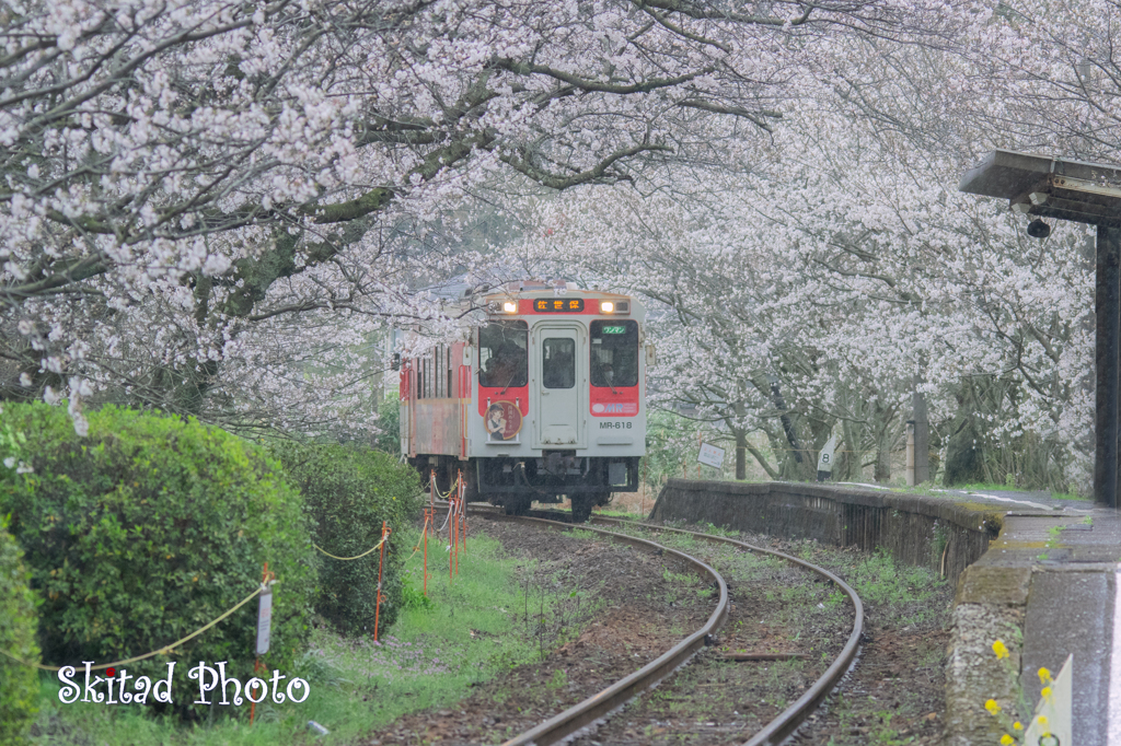 春の雨