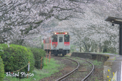 春の雨