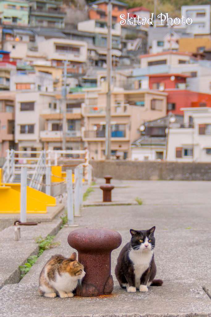 恋の季節