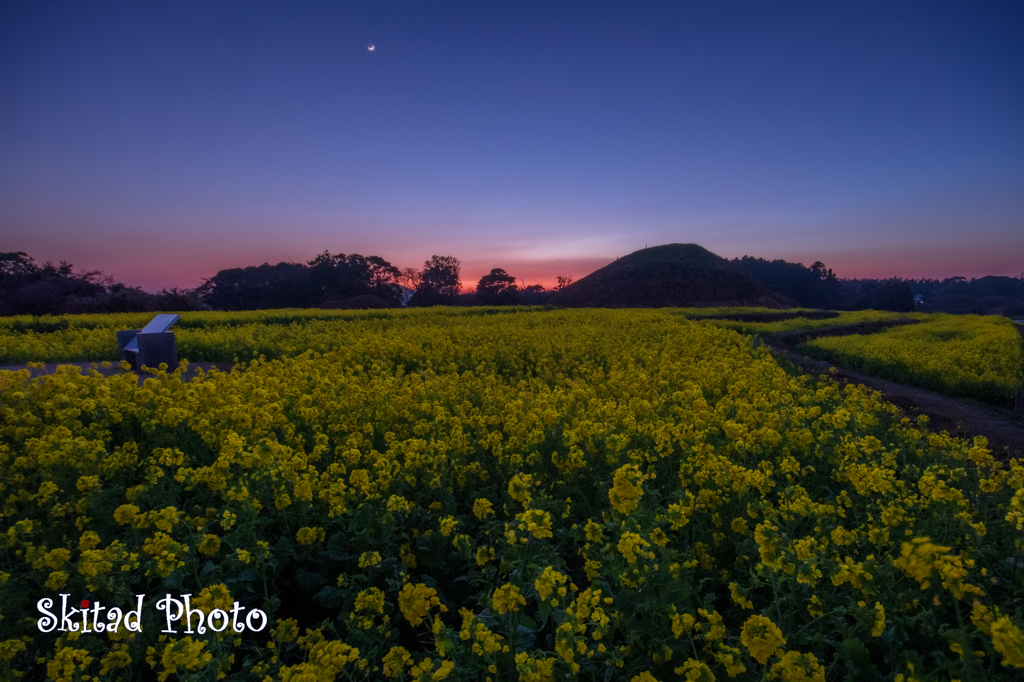 菜ノ花畑の夕暮れ