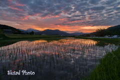 夕暮れの田んぼ