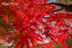 真紅の葉　きらりきらりと　風わらう