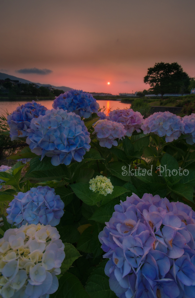 夕暮れ紫陽花