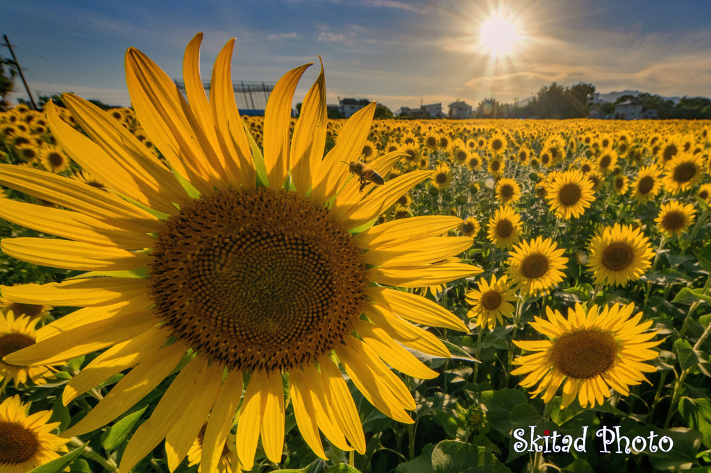 太陽の花