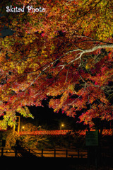夜の紅葉狩り