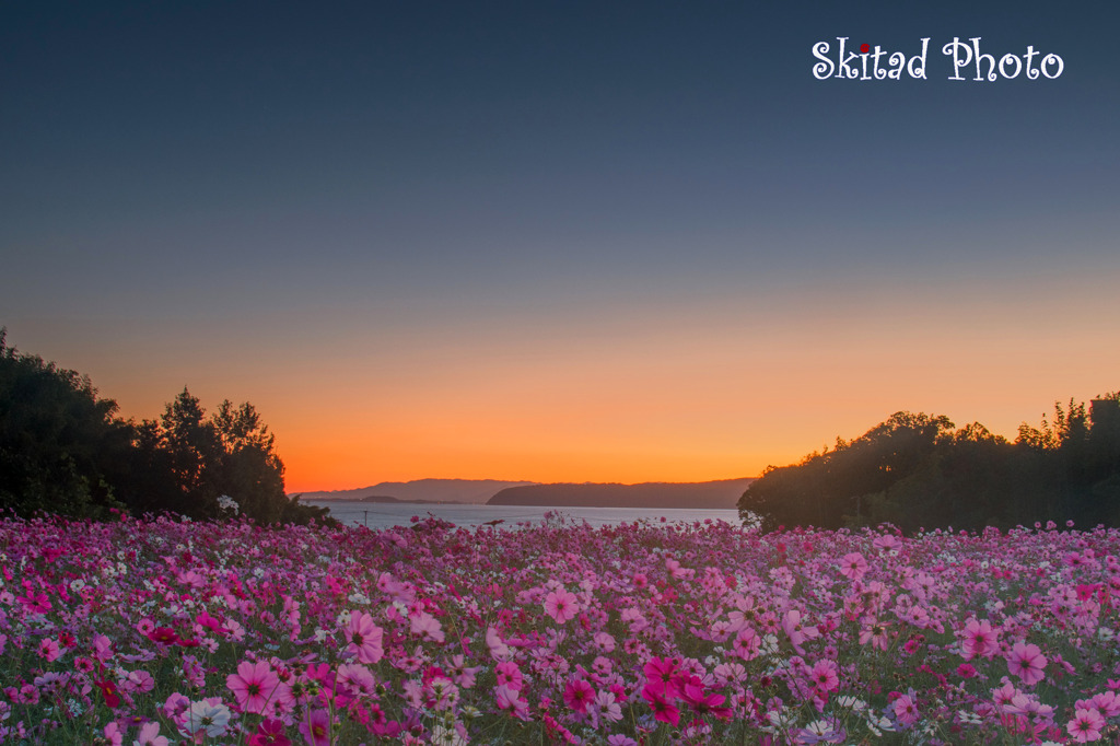 海辺のコスモス