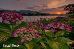 夕暮れ紫陽花2