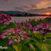 夕暮れ紫陽花2