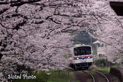 桜トンネル