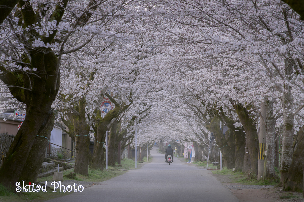 桜並木